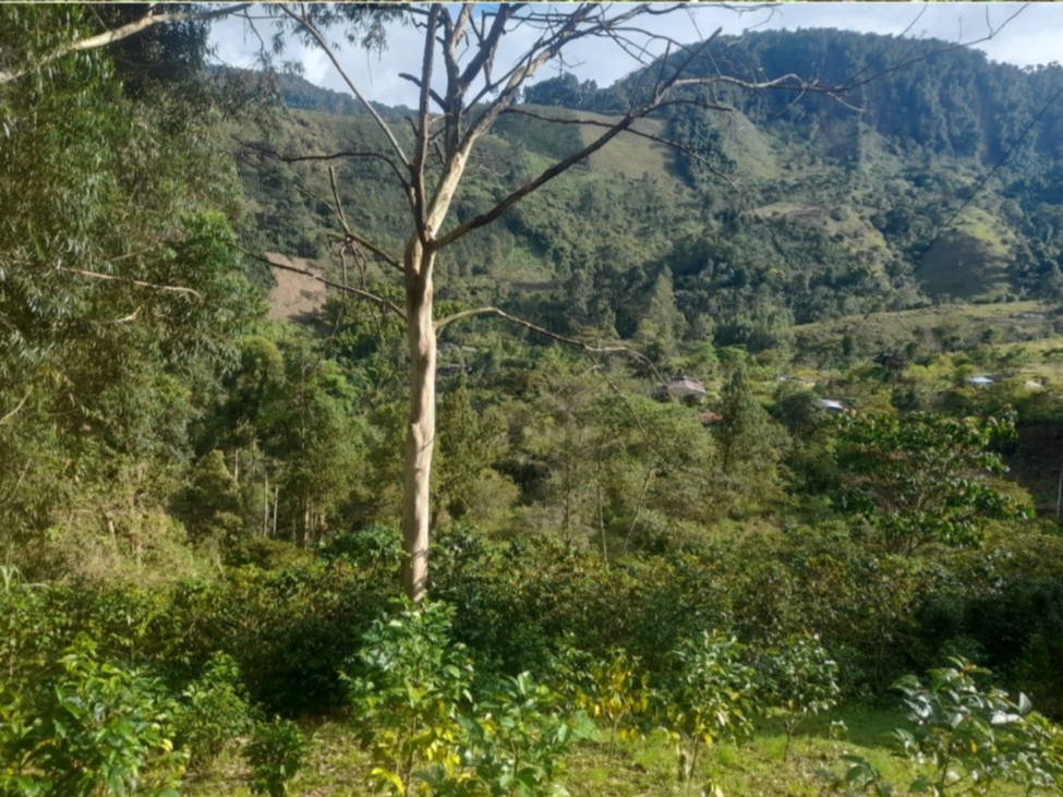 Javier Quintero's coffee farm, with some mountains in the background.