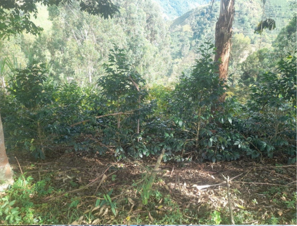 JA closer shot of some of Javier Quintero's coffee trees.