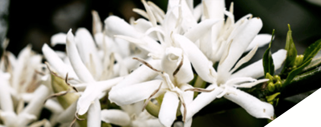 Photo of a bag of Las Orquideas