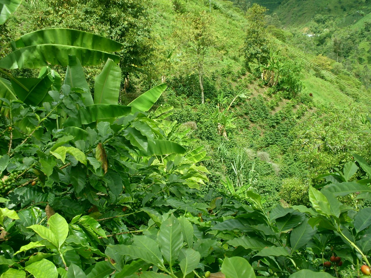 Photo of a bag of La Esperanza