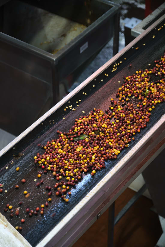 Black Diamond Processing