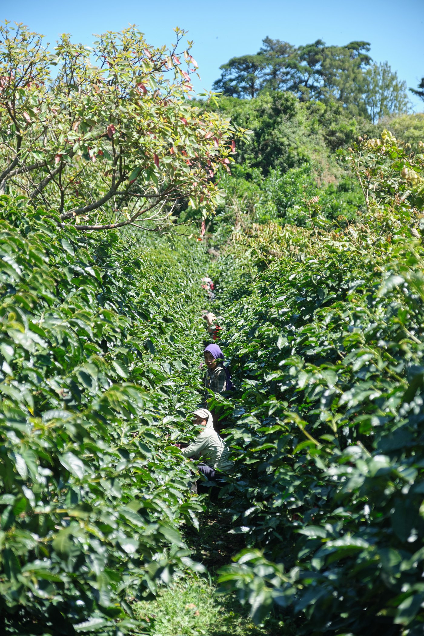Finca Los Pinitos Farm