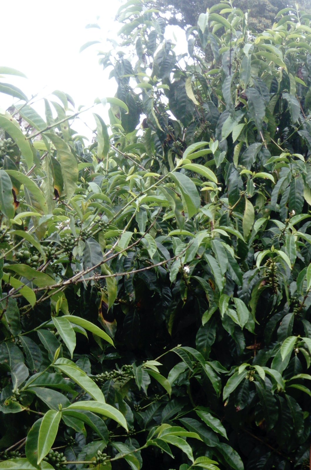 Photo of a bag of Finca La Colina