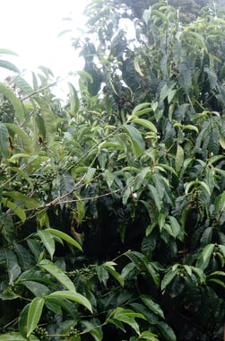 Photo for Finca La Colina