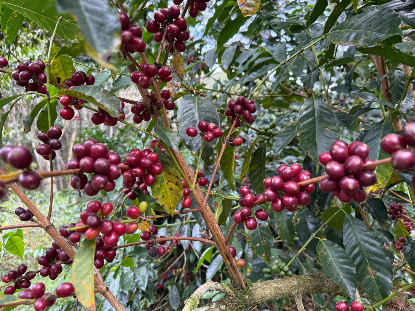 Pepe Jijon - Gesha Panama plant.