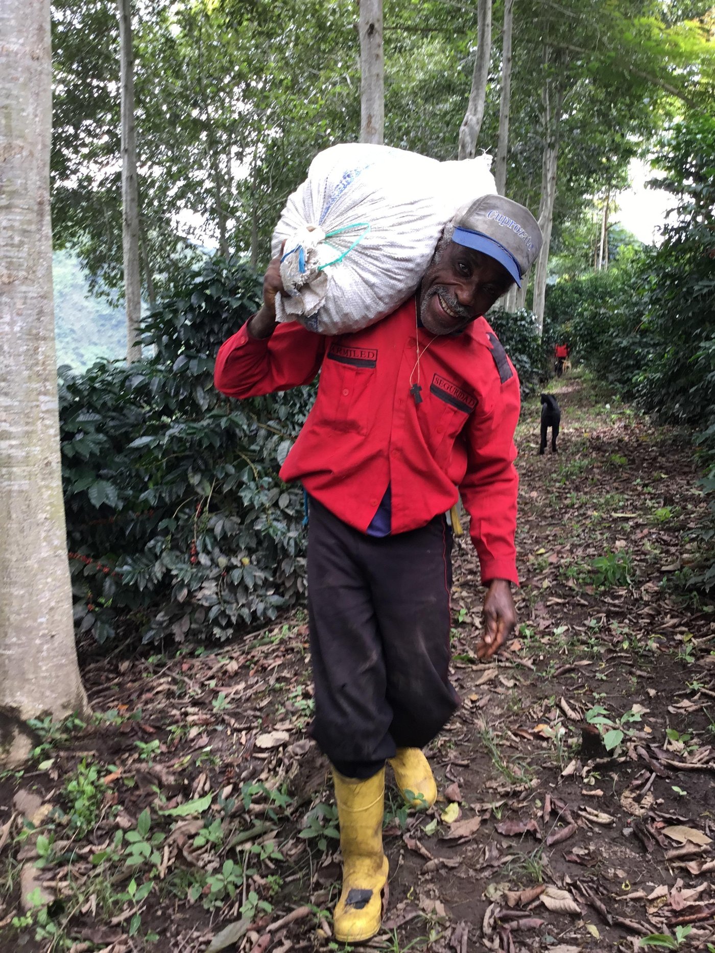 Pepe Jijon farm - a worker carrying a cherry sack in the forest.