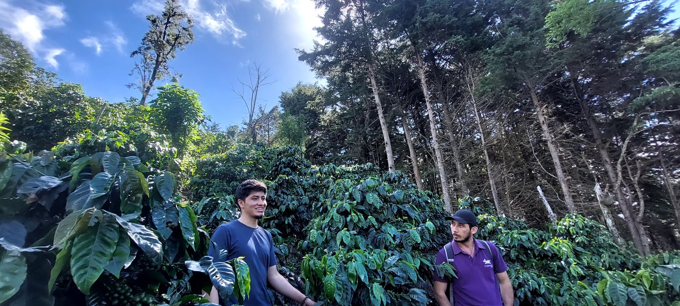 Manuel talking about his Pacamara crop