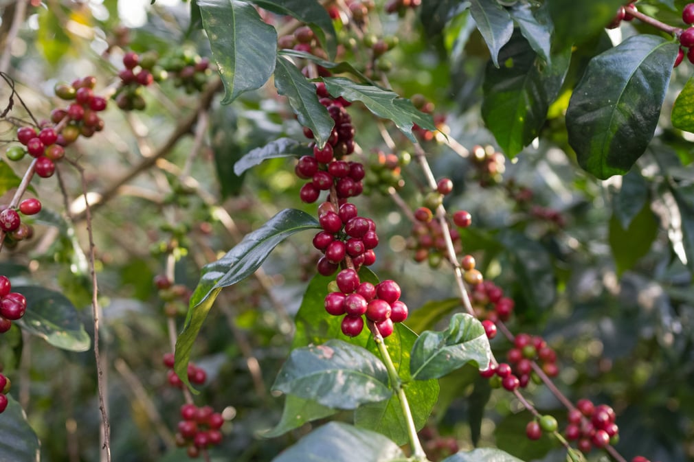 Photo of a bag of Banko Gotiti