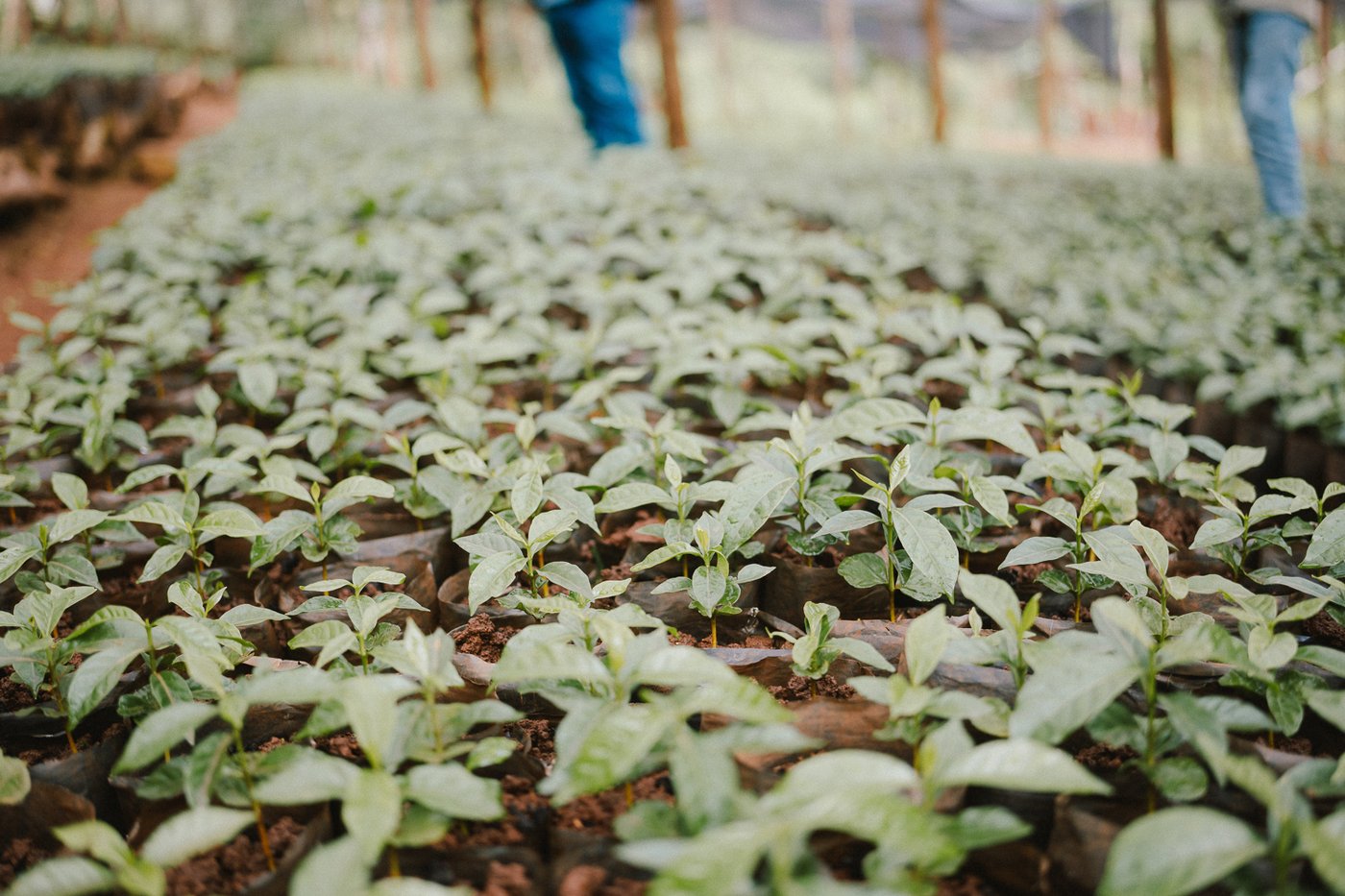 Haider Abamecha farm.