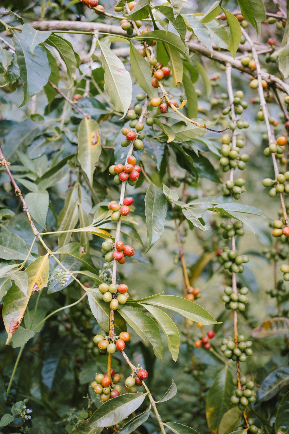 Photo of a bag of All Day Decaf
