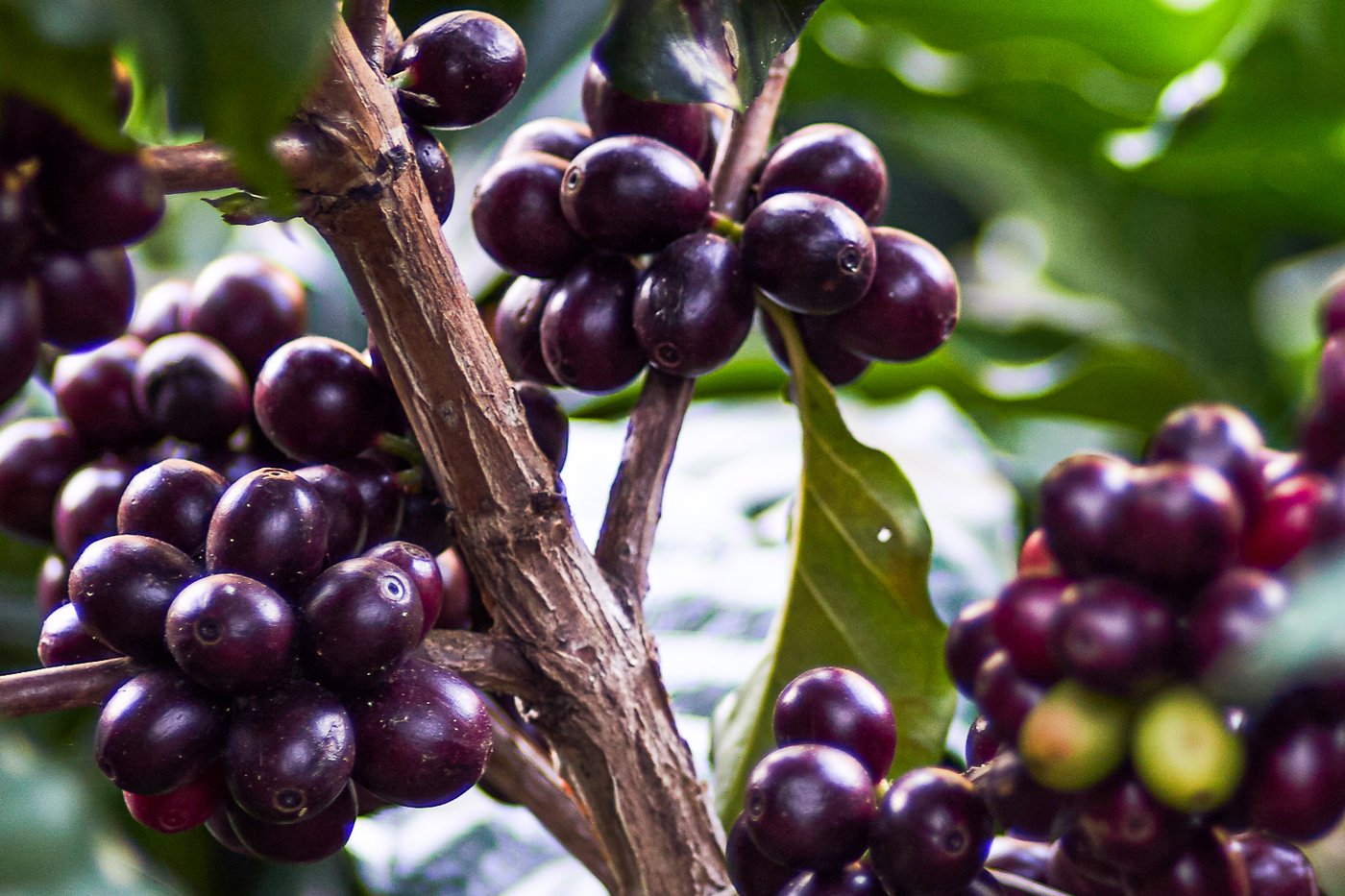 Coffee cherries on Finca El Recuerdo