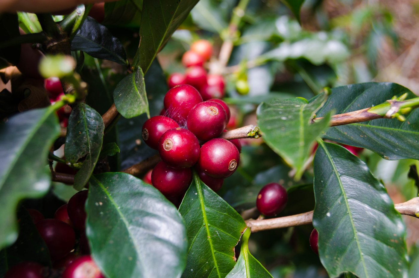 Coffee cherries on the tree