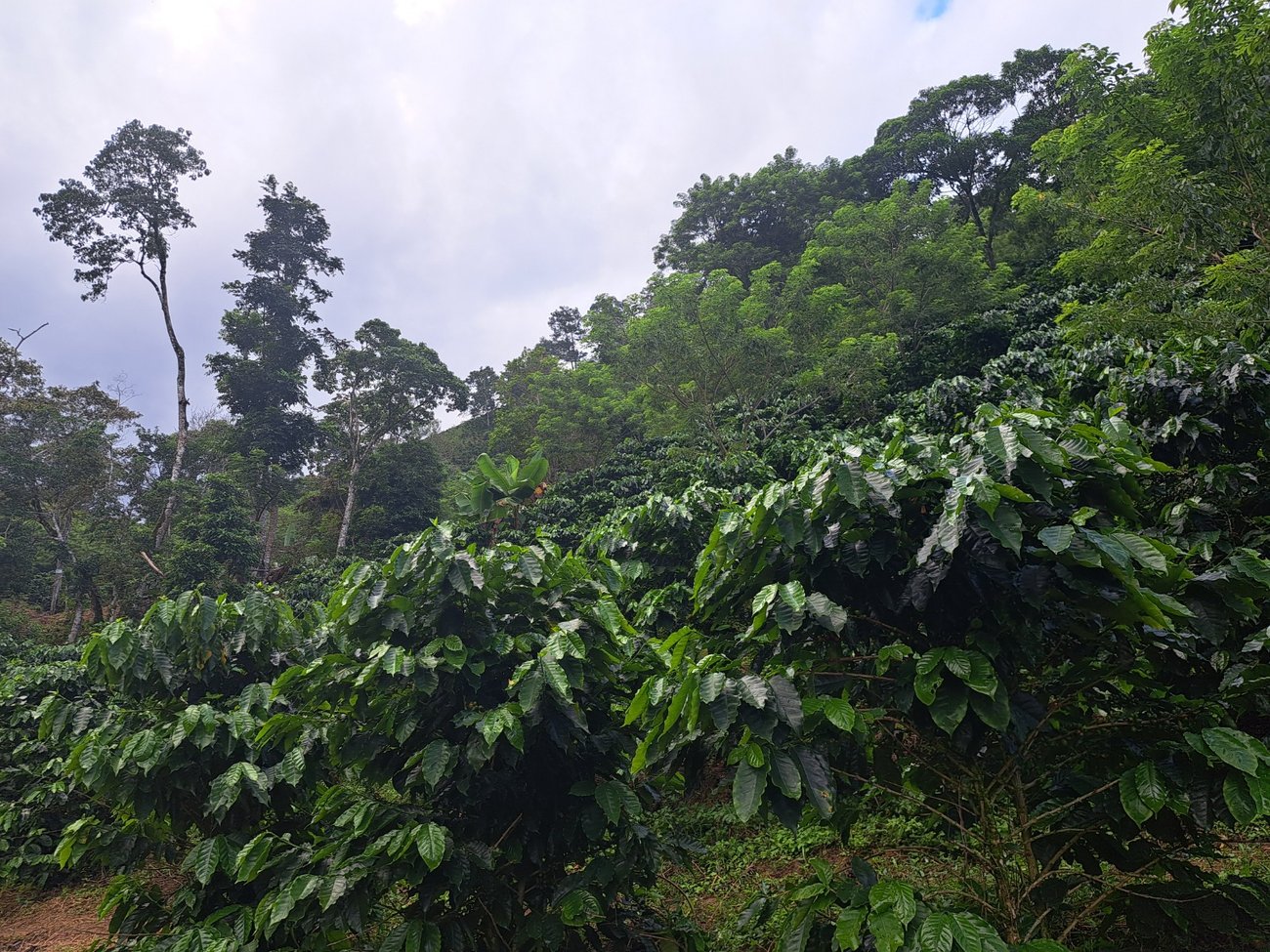Photo of a bag of Finca La Huertona