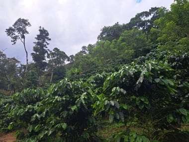 Photo for Finca La Huertona