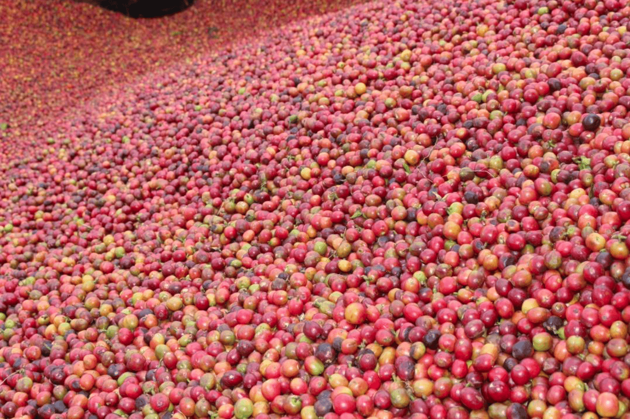 Photo of a bag of Karatu PB