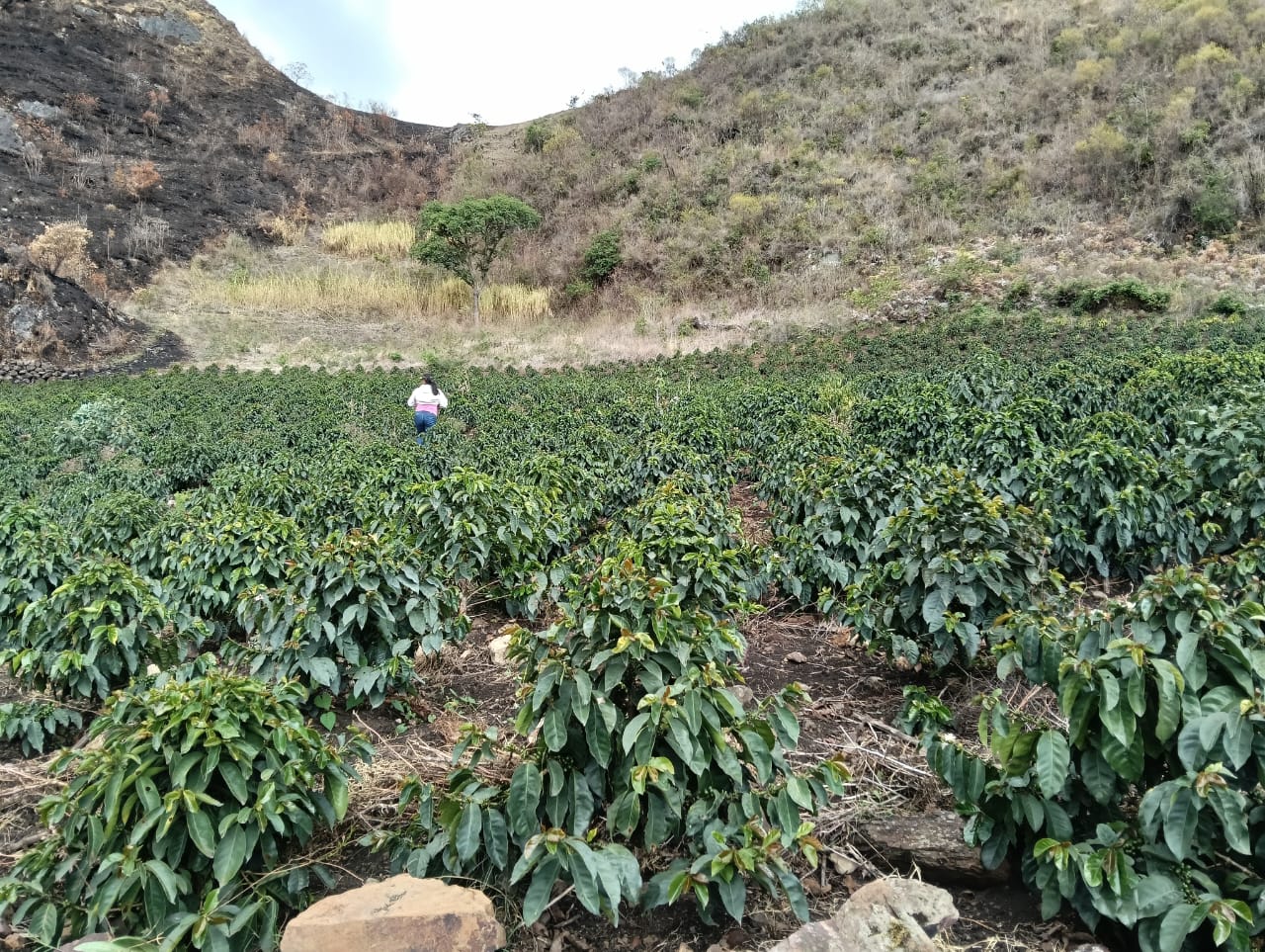 Photo of a bag of Aromas Del Valle