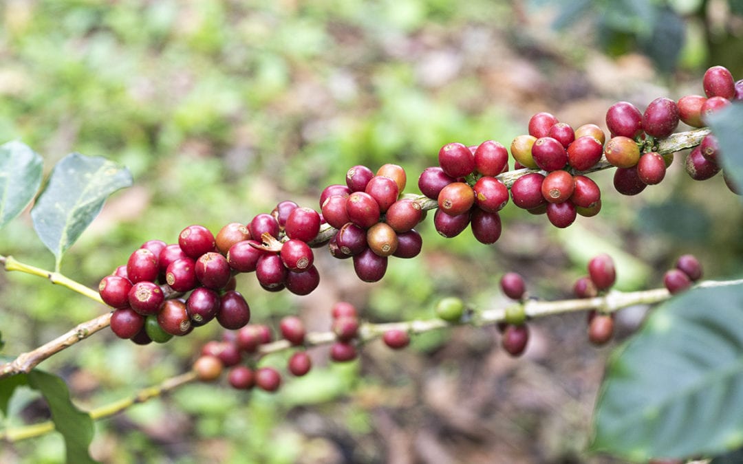 Photo of a bag of Finca La Providencia