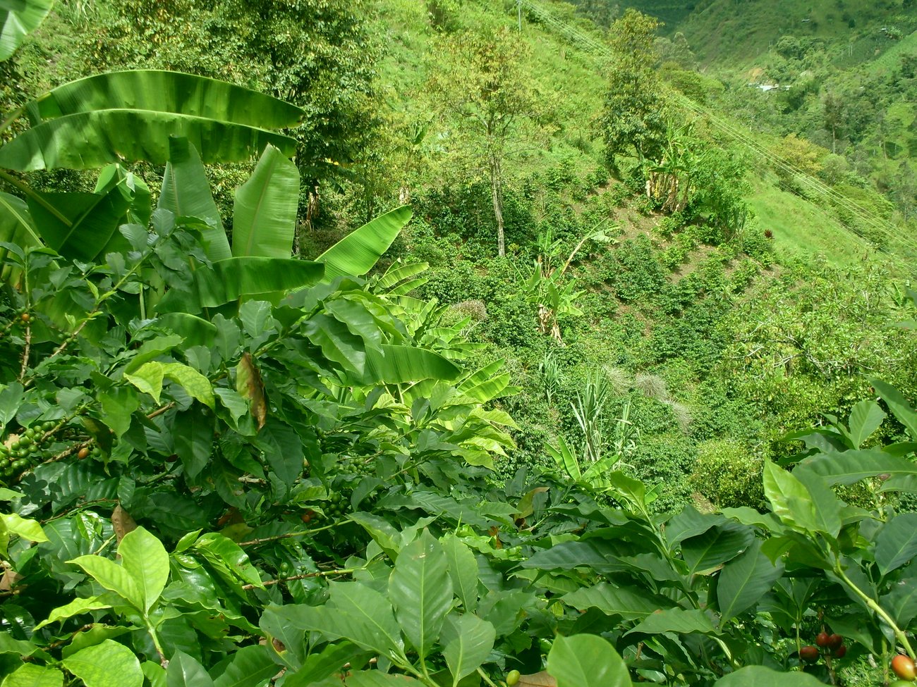 Photo of a bag of El Diviso