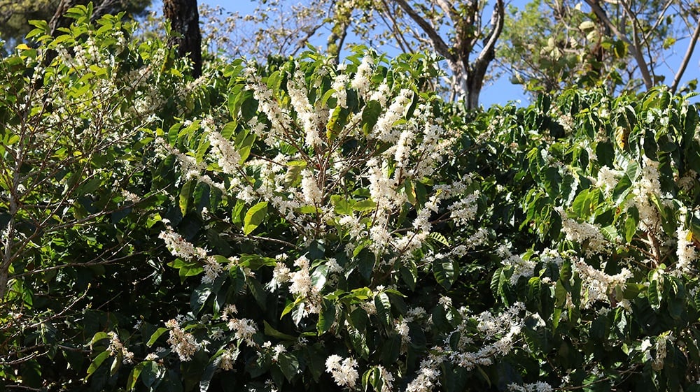 Photo of a bag of Rubirizi