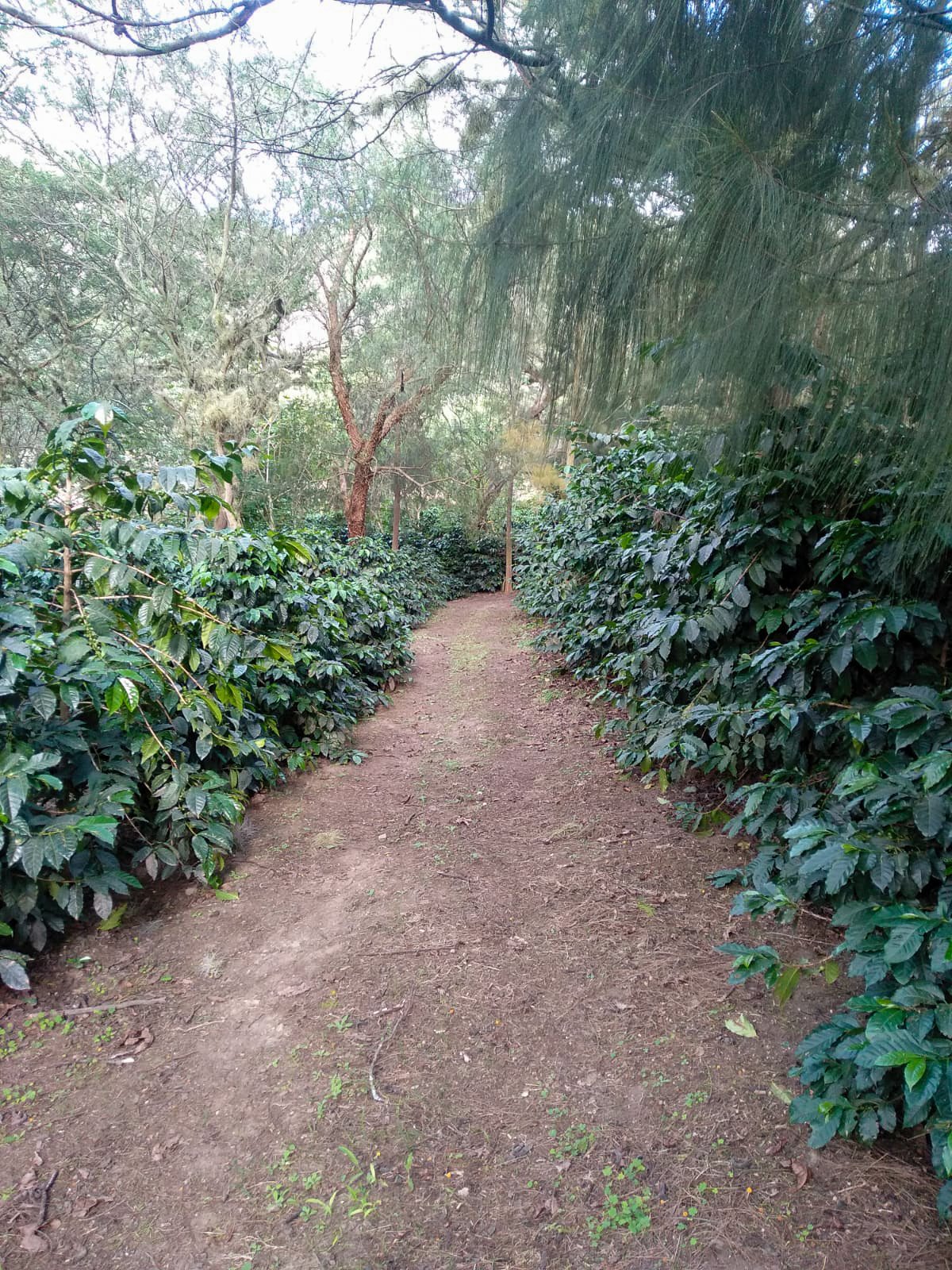 Photo of a bag of Terrazas Del Pisque