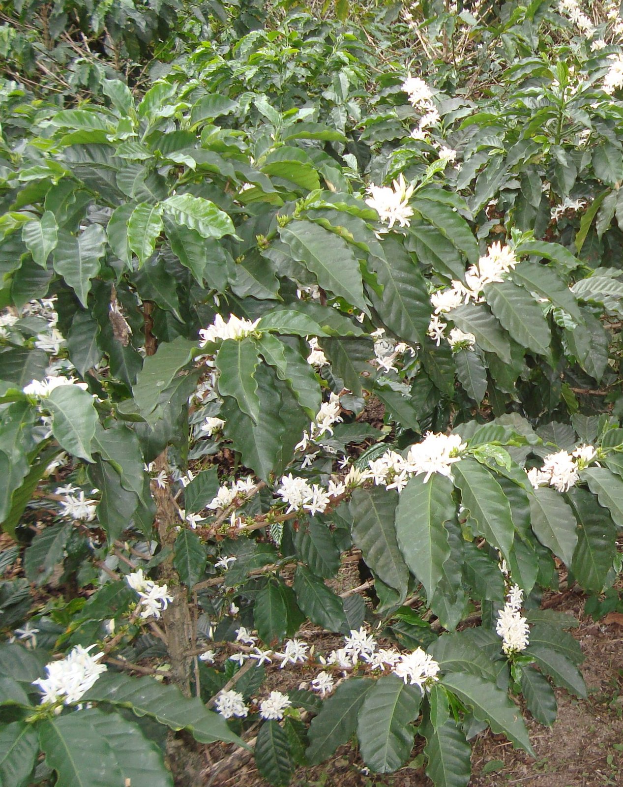 Photo of a bag of Finca El Oasis