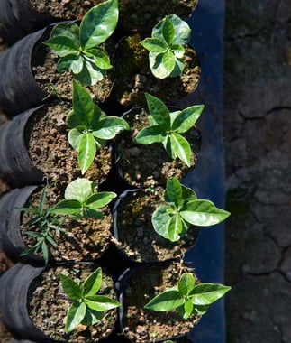Photo for Finca La Bastilla