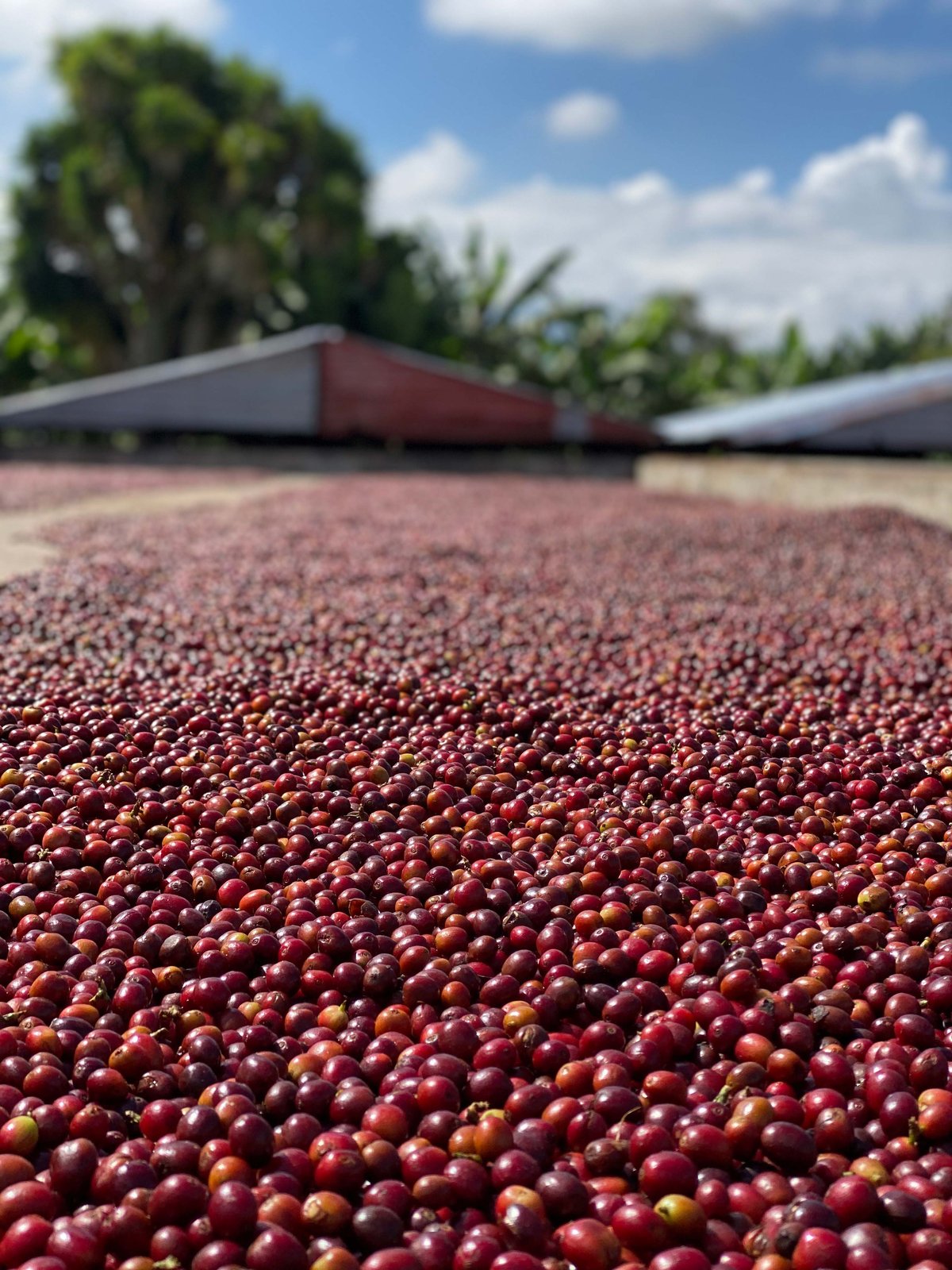 Photo of a bag of Finca Santuario