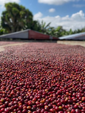 Photo for Finca Santuario