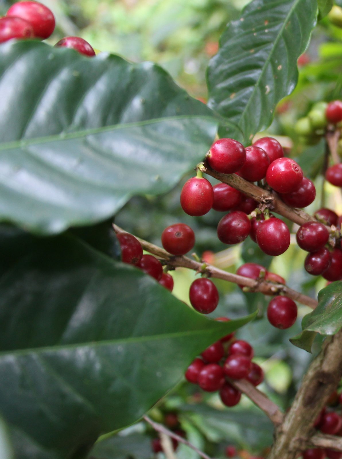 Photo of a bag of Colombia Emundo Ceron Domingez