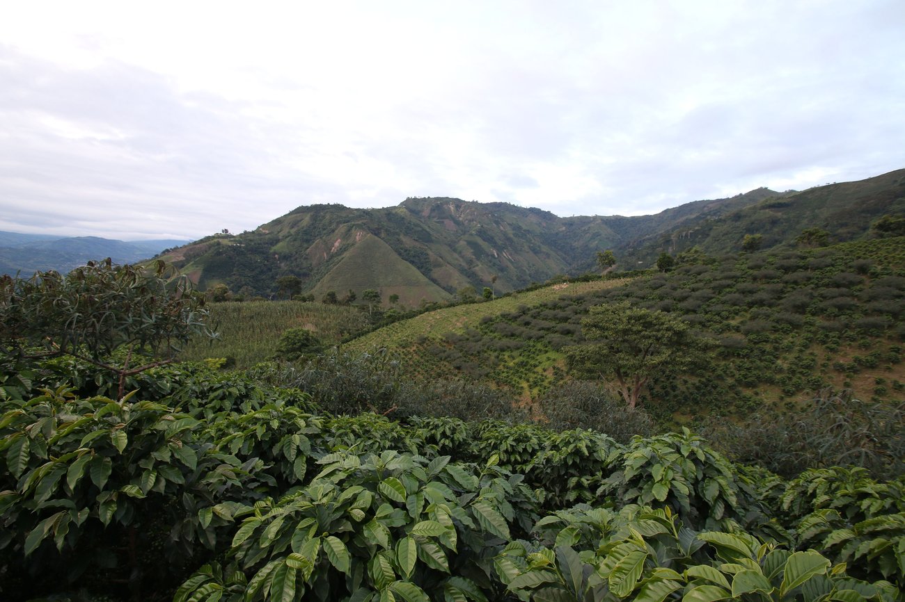Photo of a bag of Norbey Quimbayo