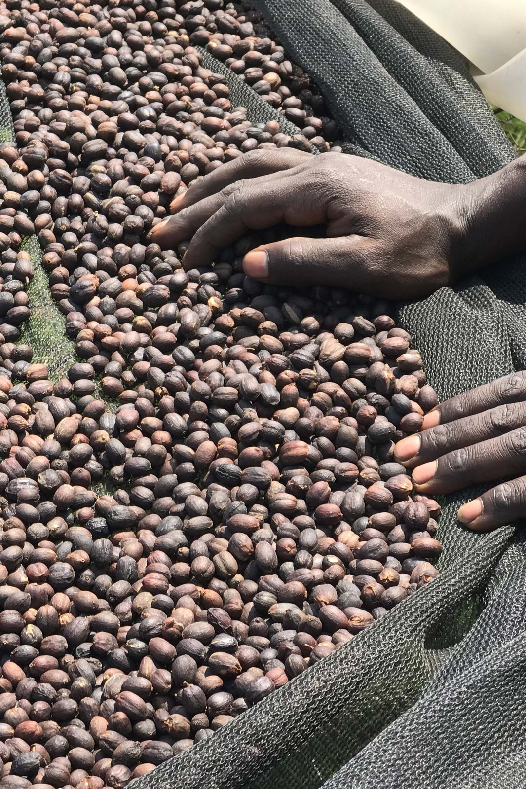 Photo of a bag of Nyagashia
