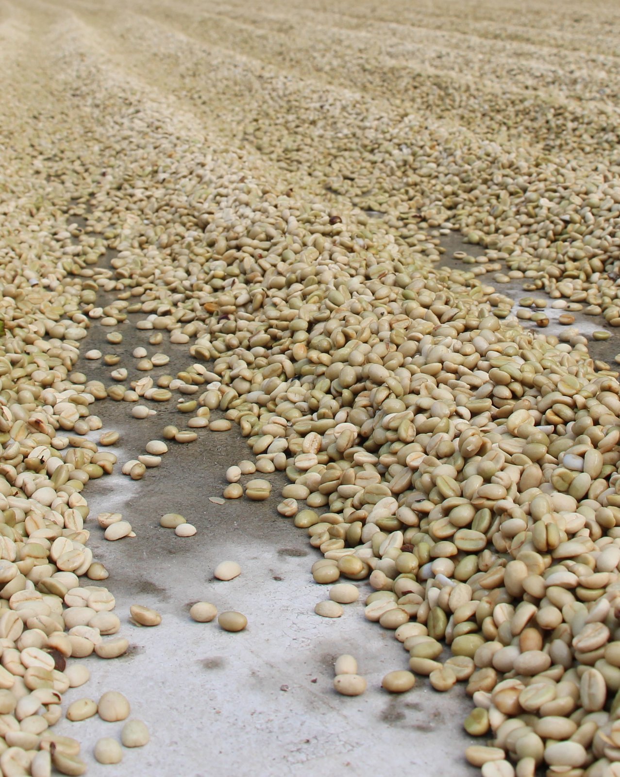 Photo of a bag of Rodrigo Cortez