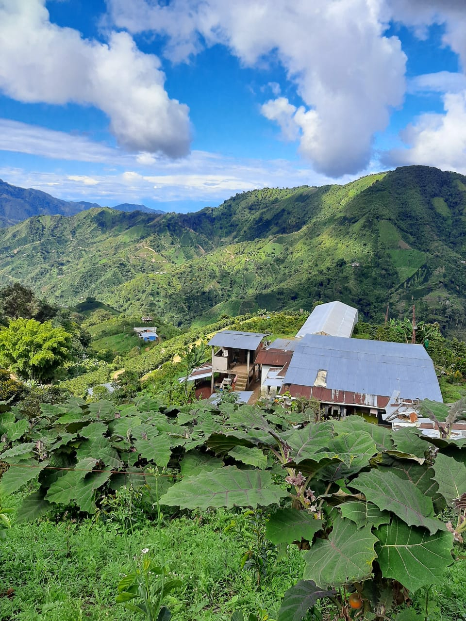 Photo of a bag of Finca Costa Rica