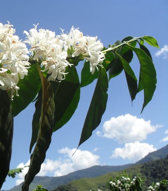 Photo for Oliverio Naranjo