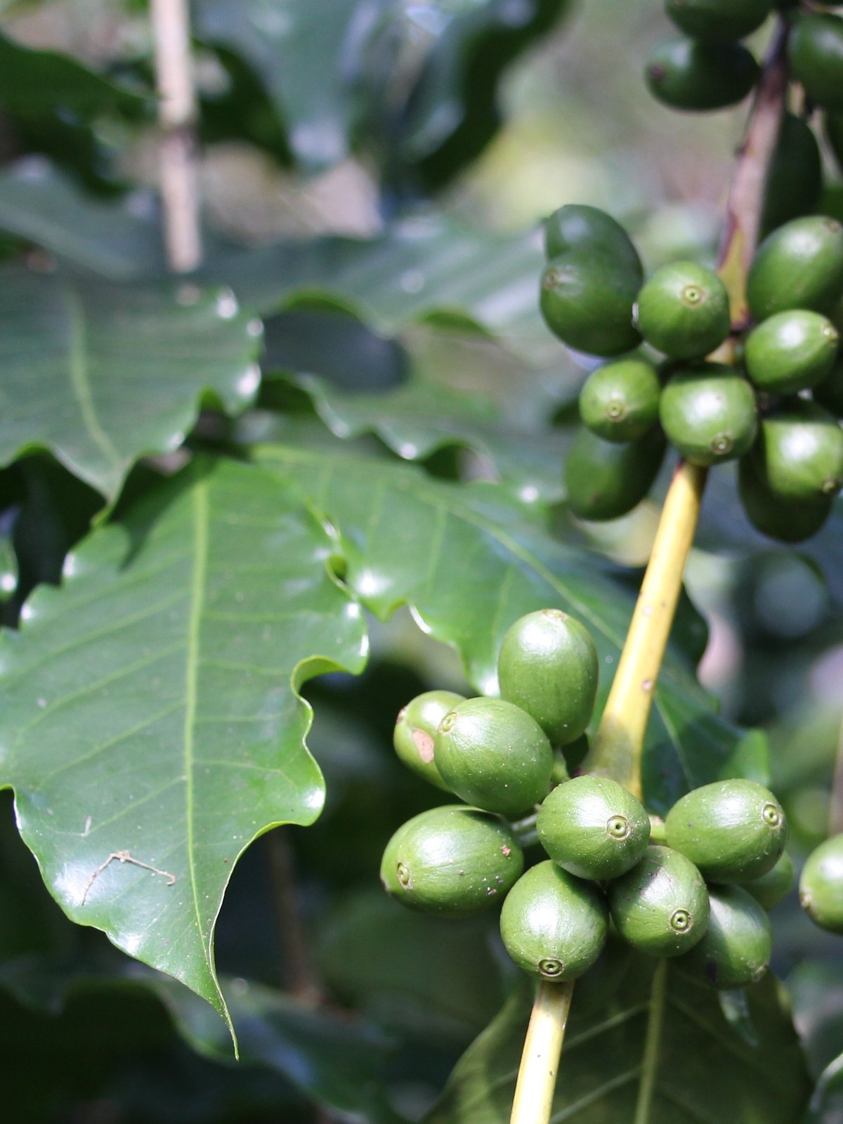 Photo of a bag of La Palma