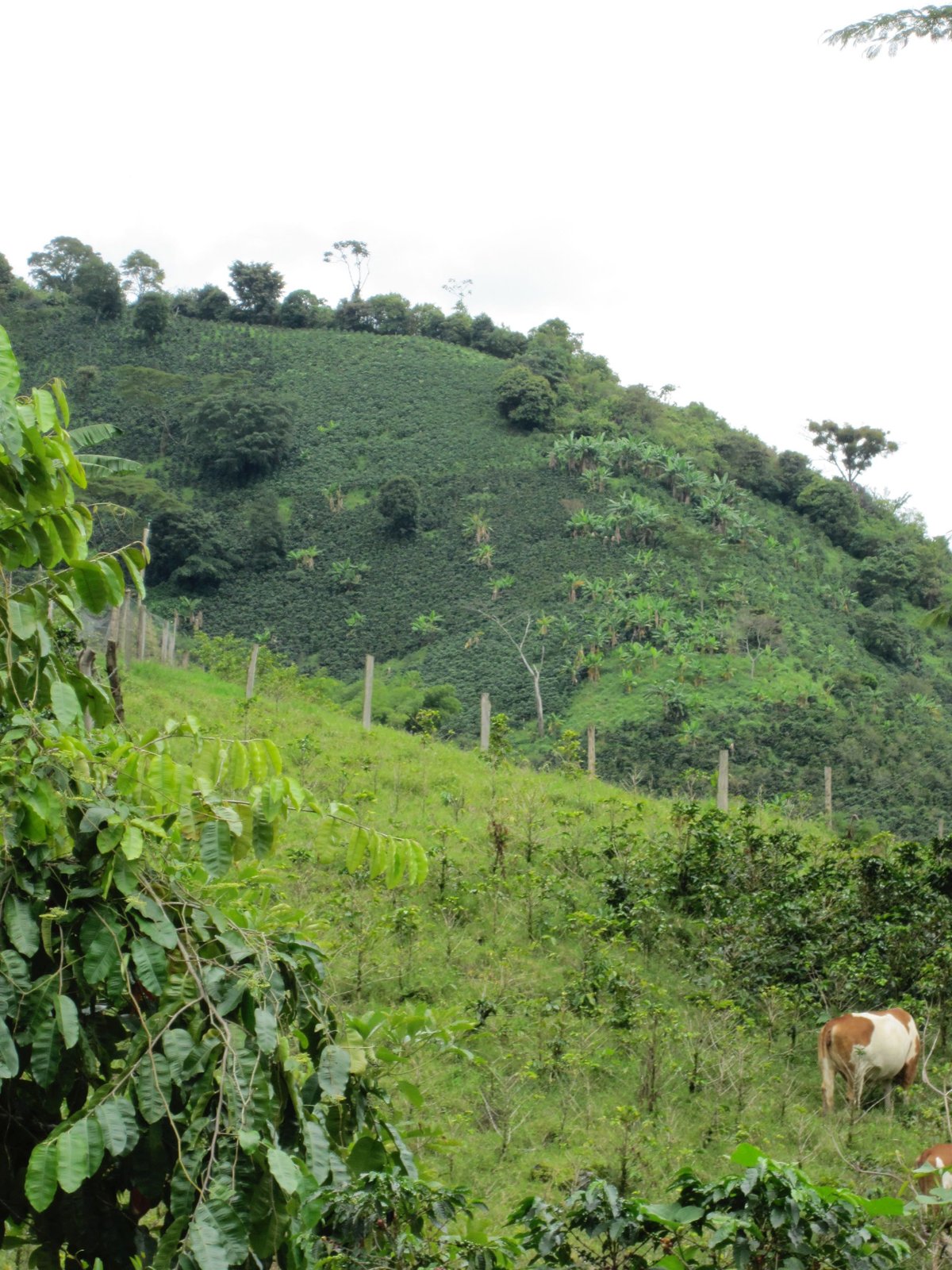 Photo of a bag of Finca Villa Sofia
