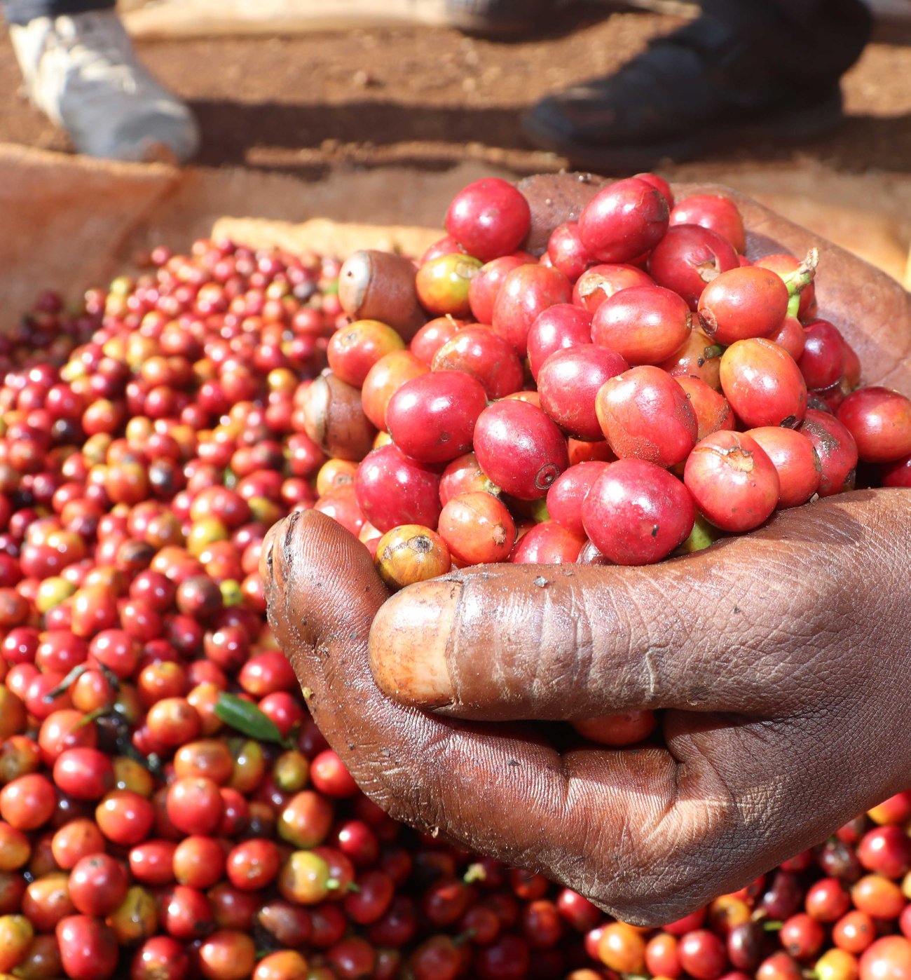Photo of a bag of Gichathaini Ab