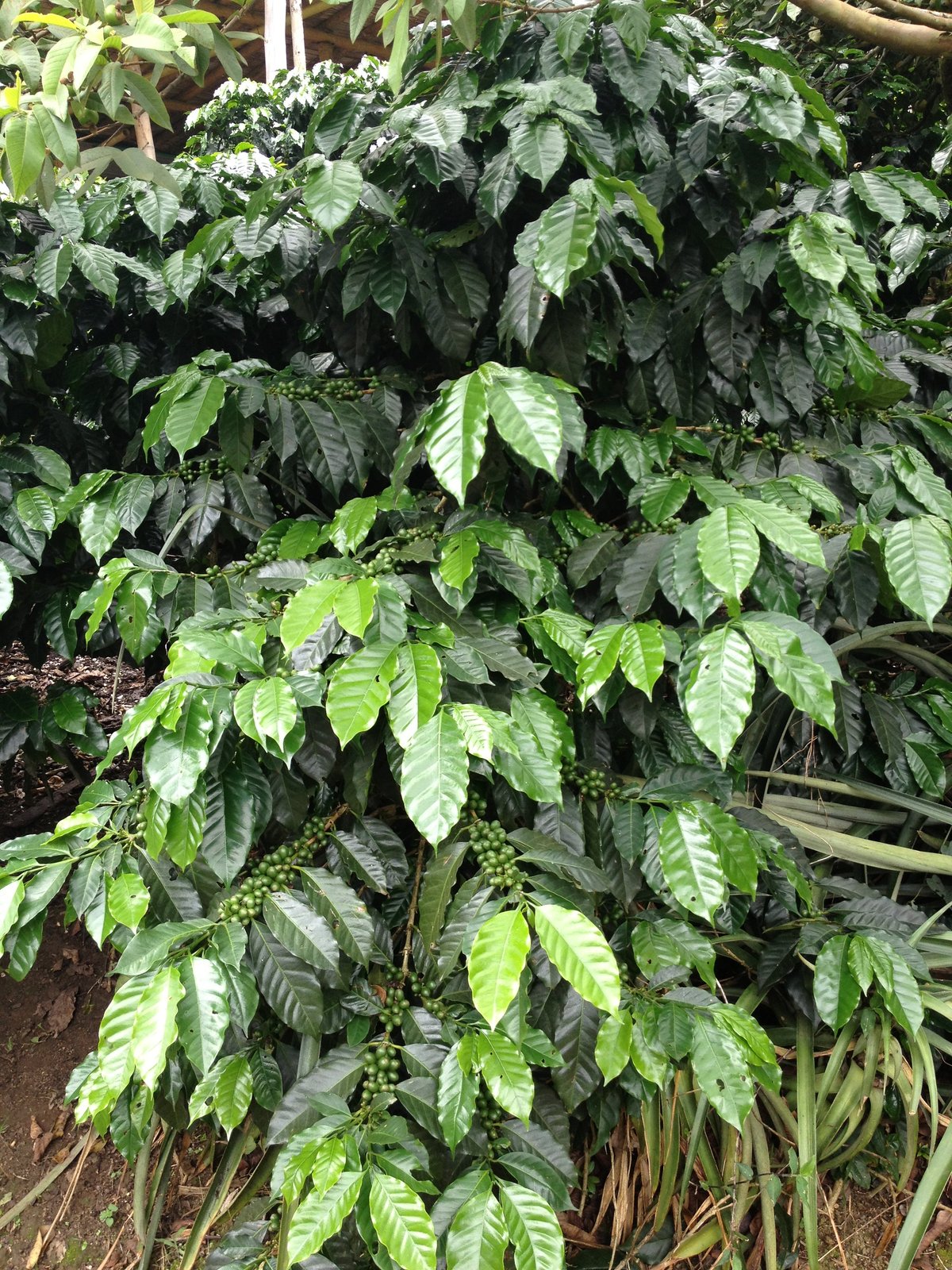 Photo of a bag of Finca Alto Berlín