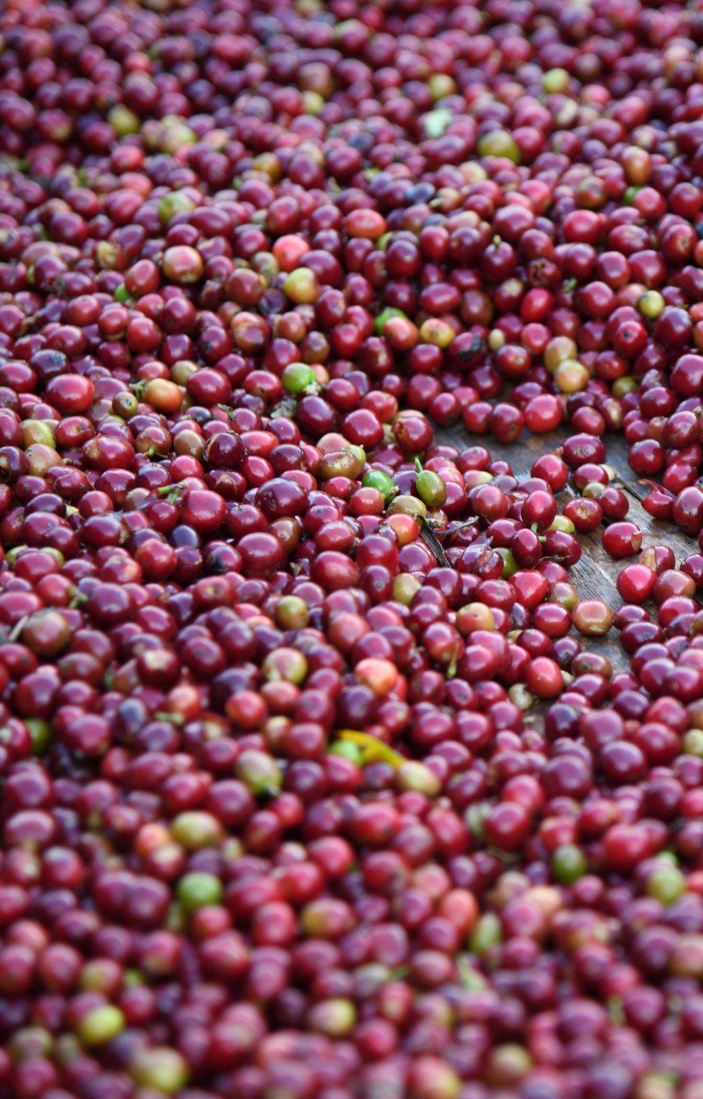 Photo of a bag of Jabanto Producers