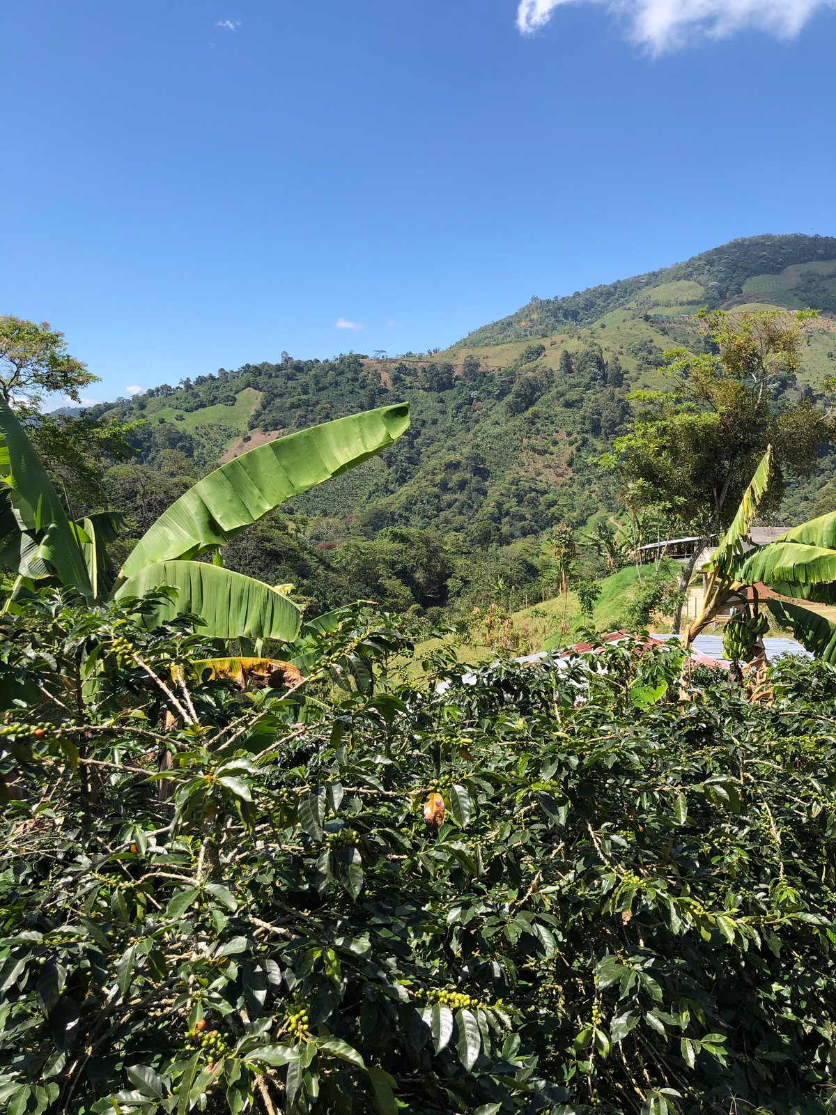 Photo of a bag of Jardines Del Eden
