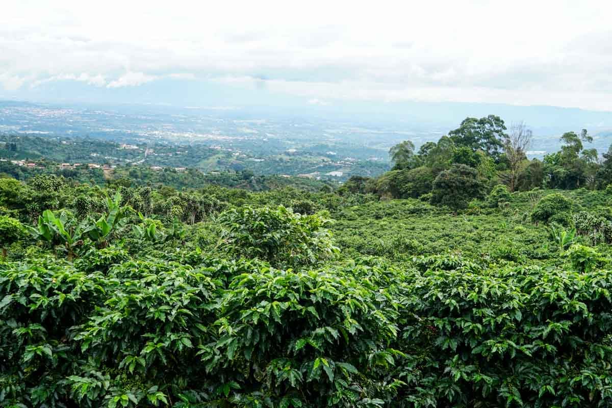 Photo of a bag of Finca Planada