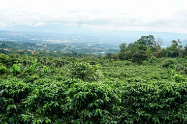 Photo for Finca Planada