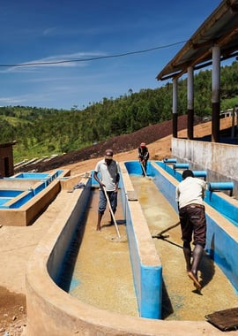 Photo for Shembati Washing Station