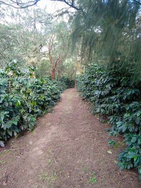 Photo for Terrazas Del Pisque