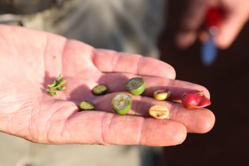 Understanding green coffee: from seed to bean (part 1)
