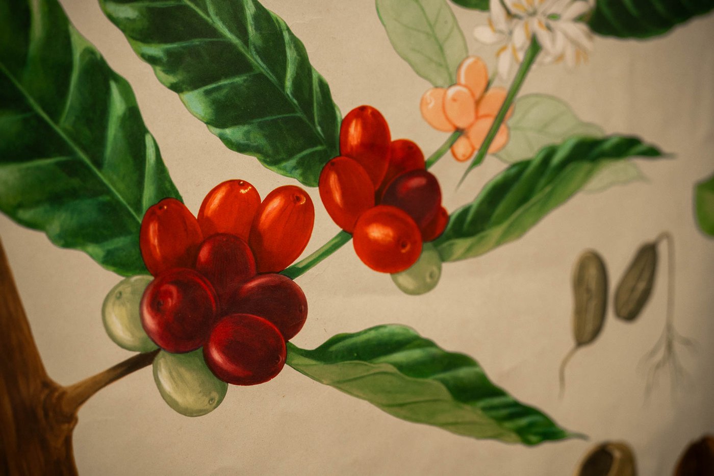 An illustration of coffee cherries, in a poster on our warehouse.