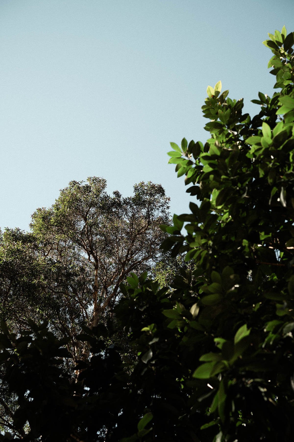 Coffee tree leaves at Sample Coffee Surry Hills.
